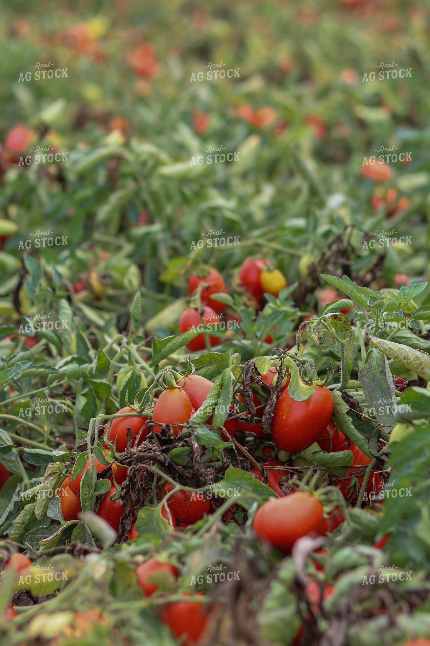 Tomato Field 109002
