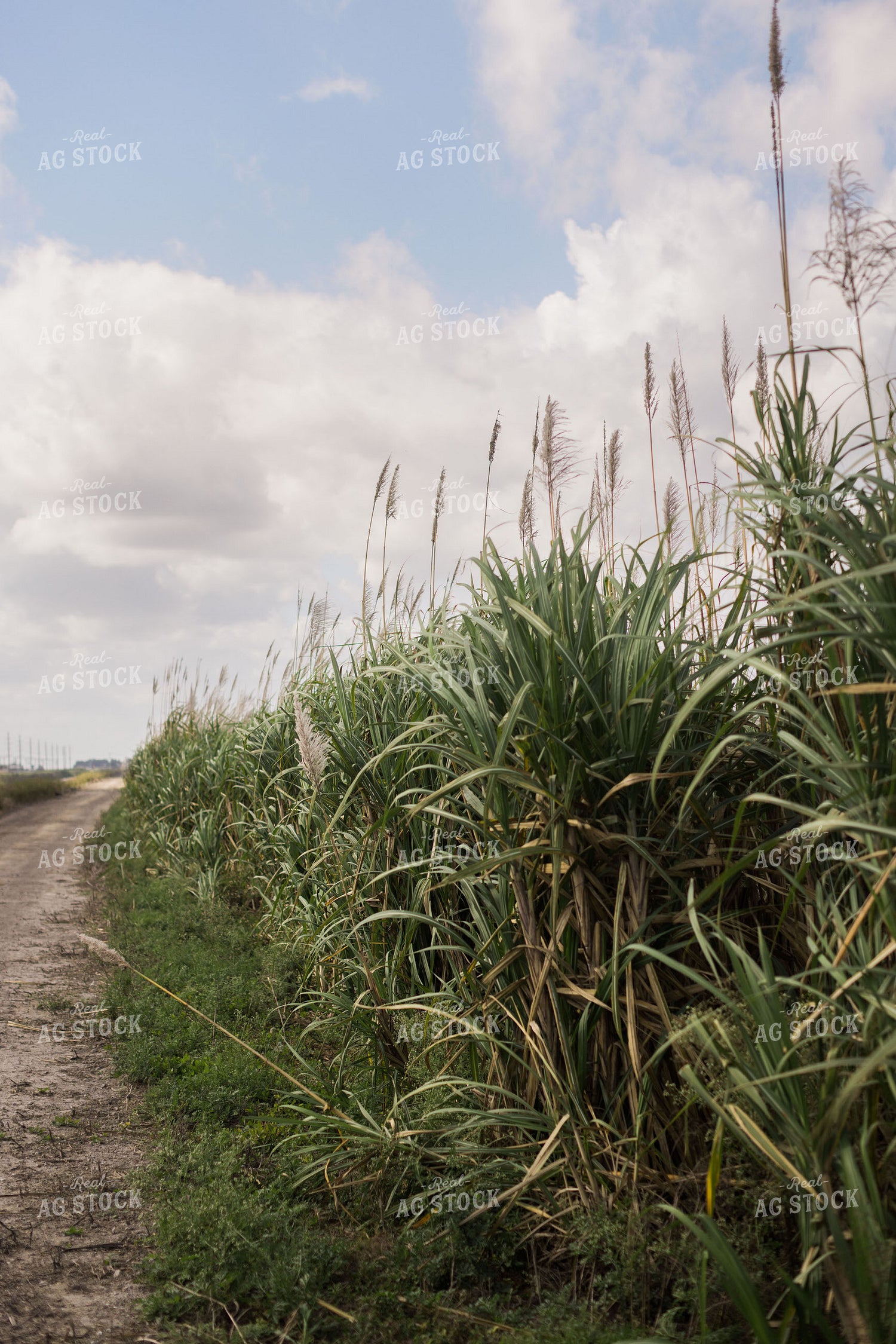 Florida Sugar Cane Field 7321