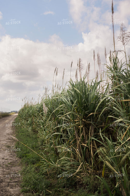 Florida Sugar Cane Field 7321