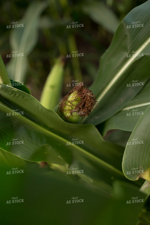 Corn - Mid-Season 1306