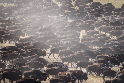 American Bison 261028