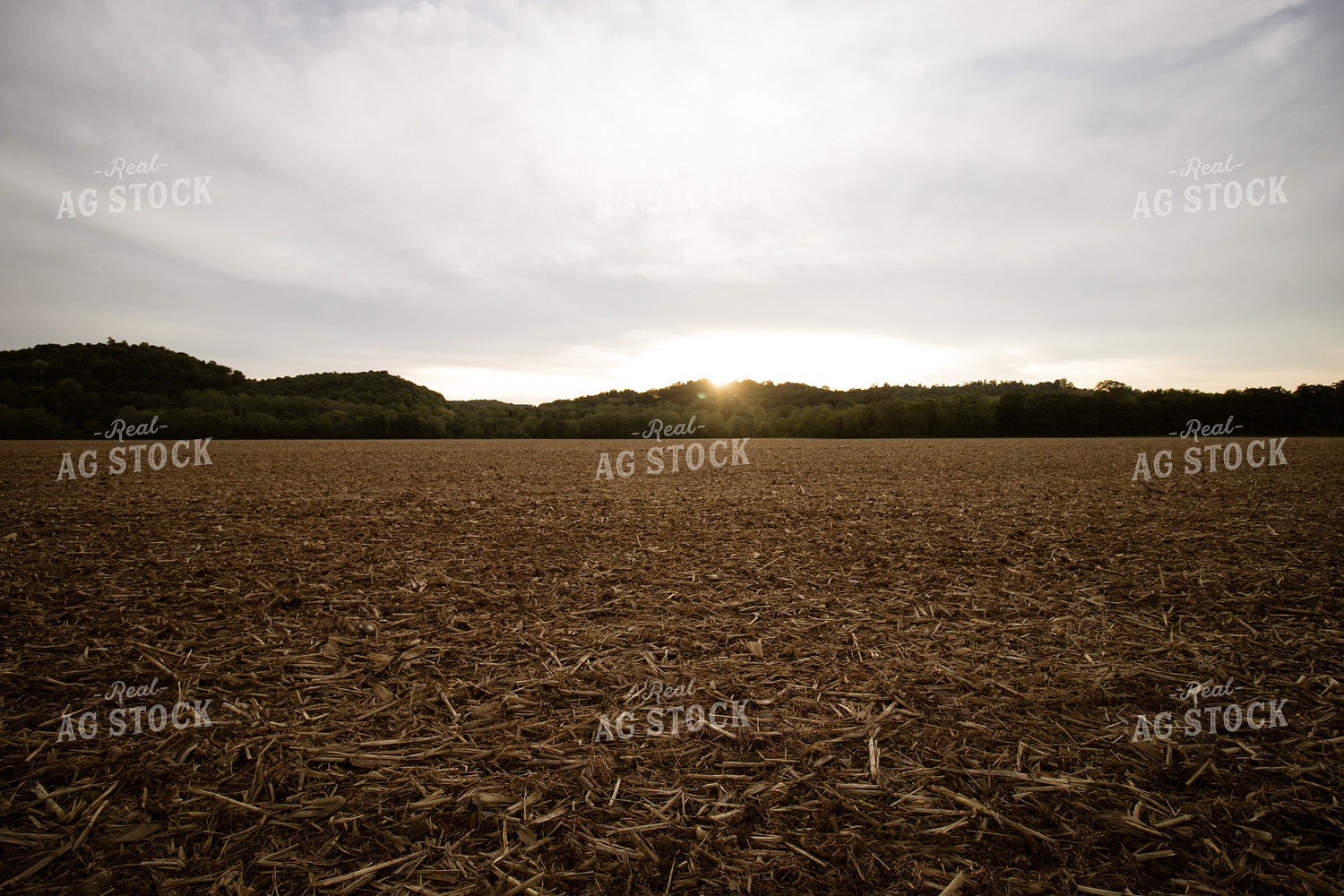 Sunset over Newly Planted Field 52135