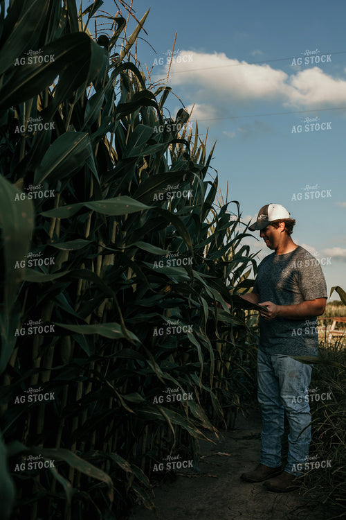 Farmer Crop Scouting Corn 3159