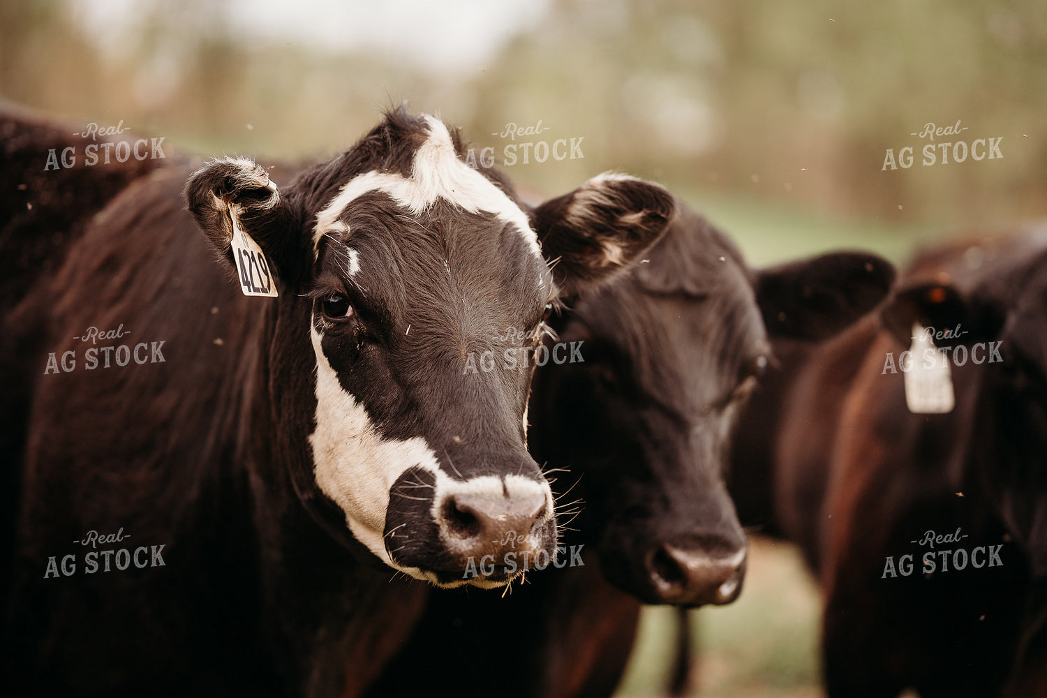 Cattle on Pasture 196292