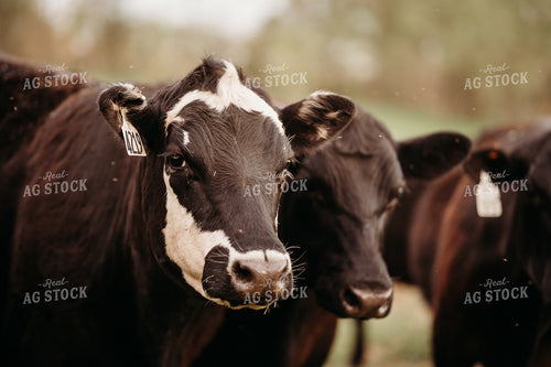 Cattle on Pasture 196292