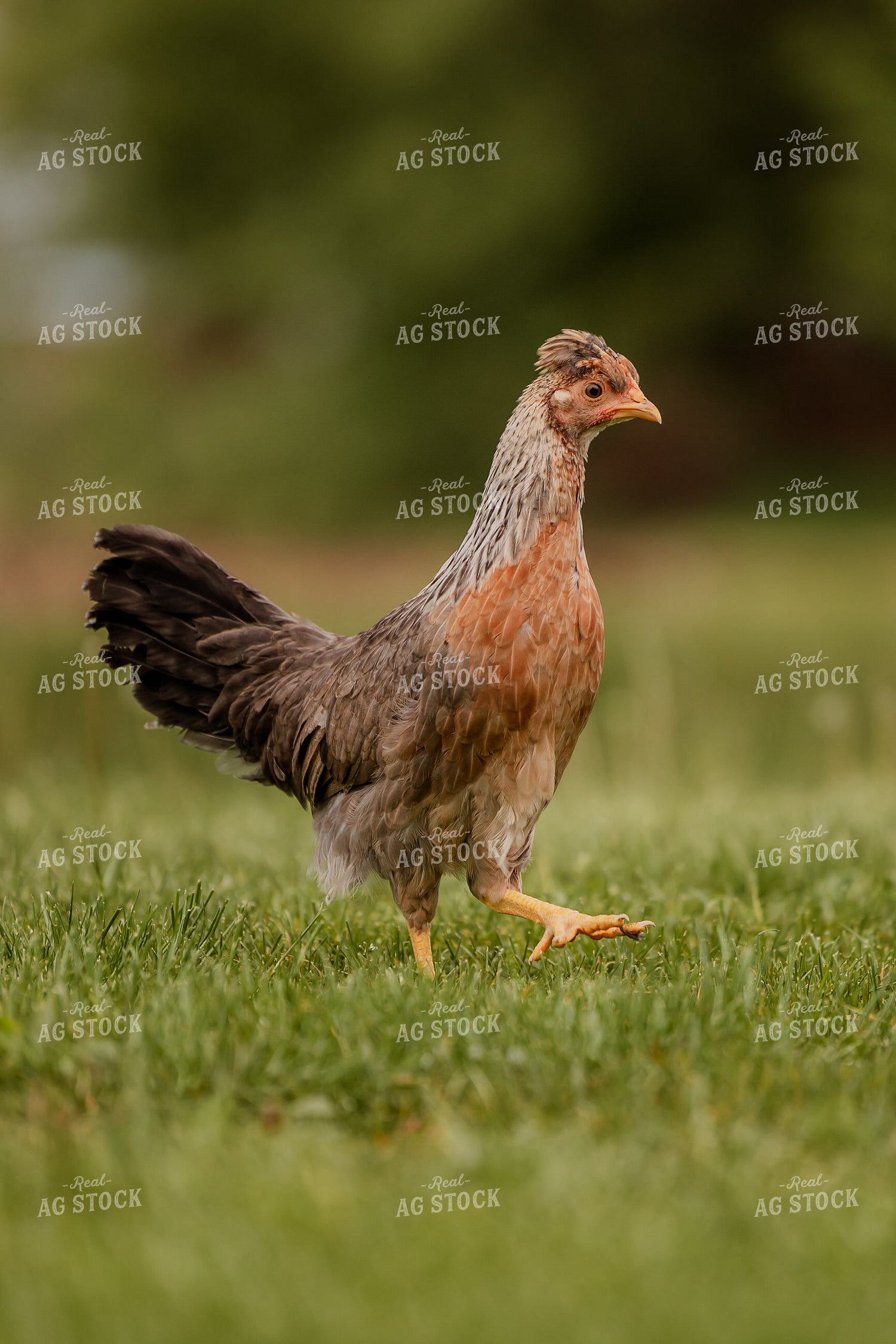Pullet Laying Chicken 104079