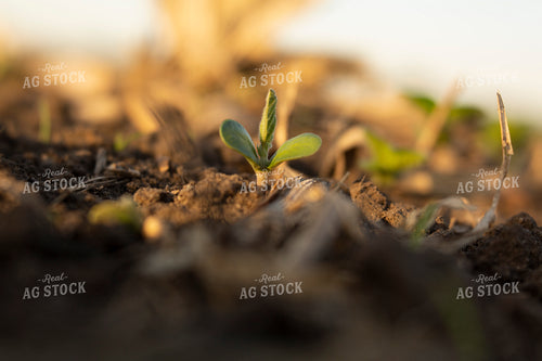Soybeans - Early Growth 1424
