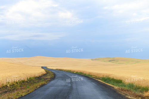 Wheat Field 129052