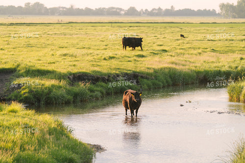 Black Angus Cattle on Pasture 68249