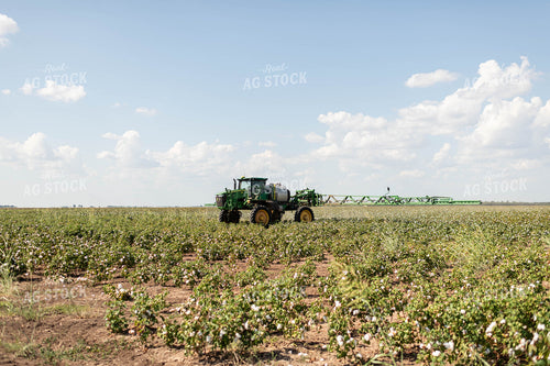 Spraying Cotton 59124