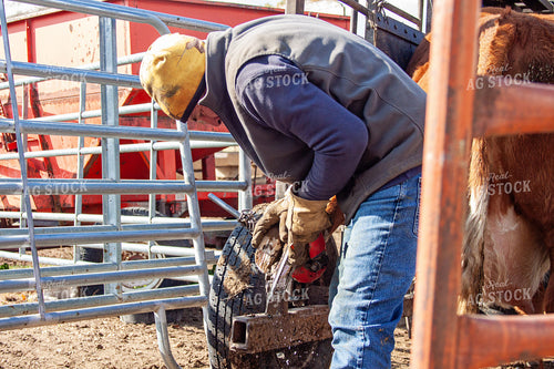Trimming Hereford Cow Hoof 150057