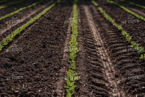 Close Up of Early Growth Soybeans 137016