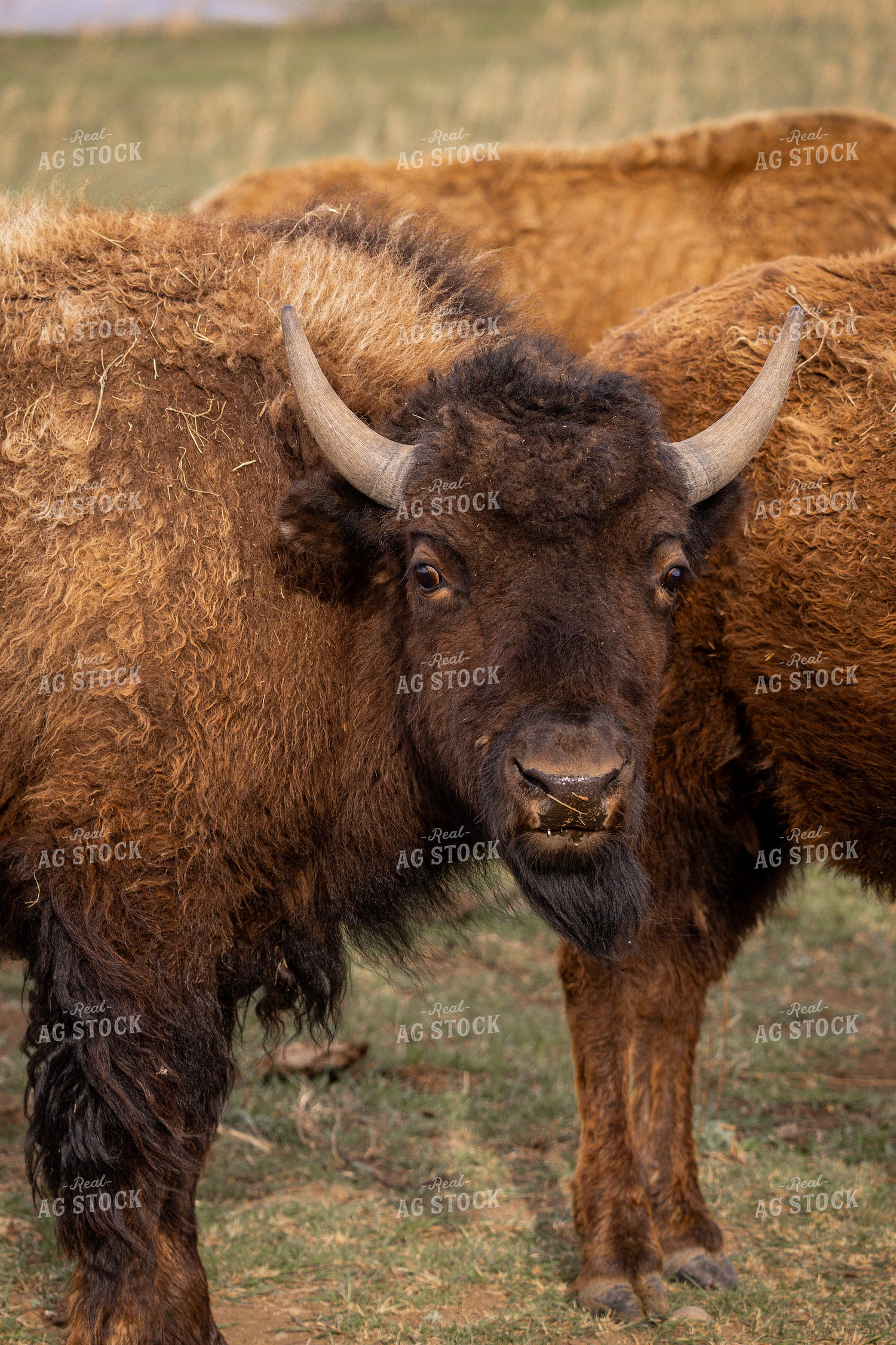 Bison 187163