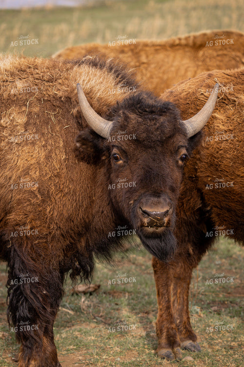 Bison 187163