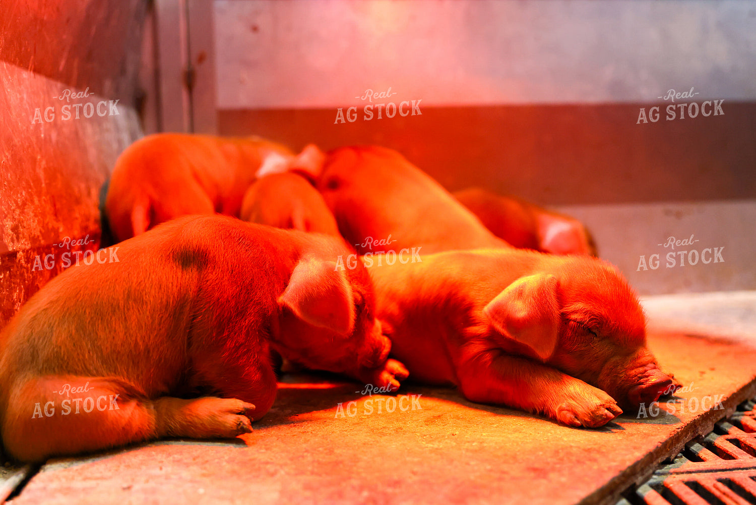 Piglets 233031