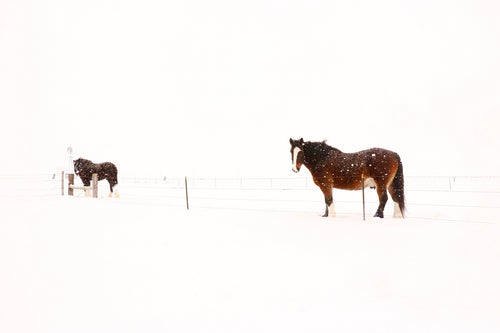 Horses in Snow 299233