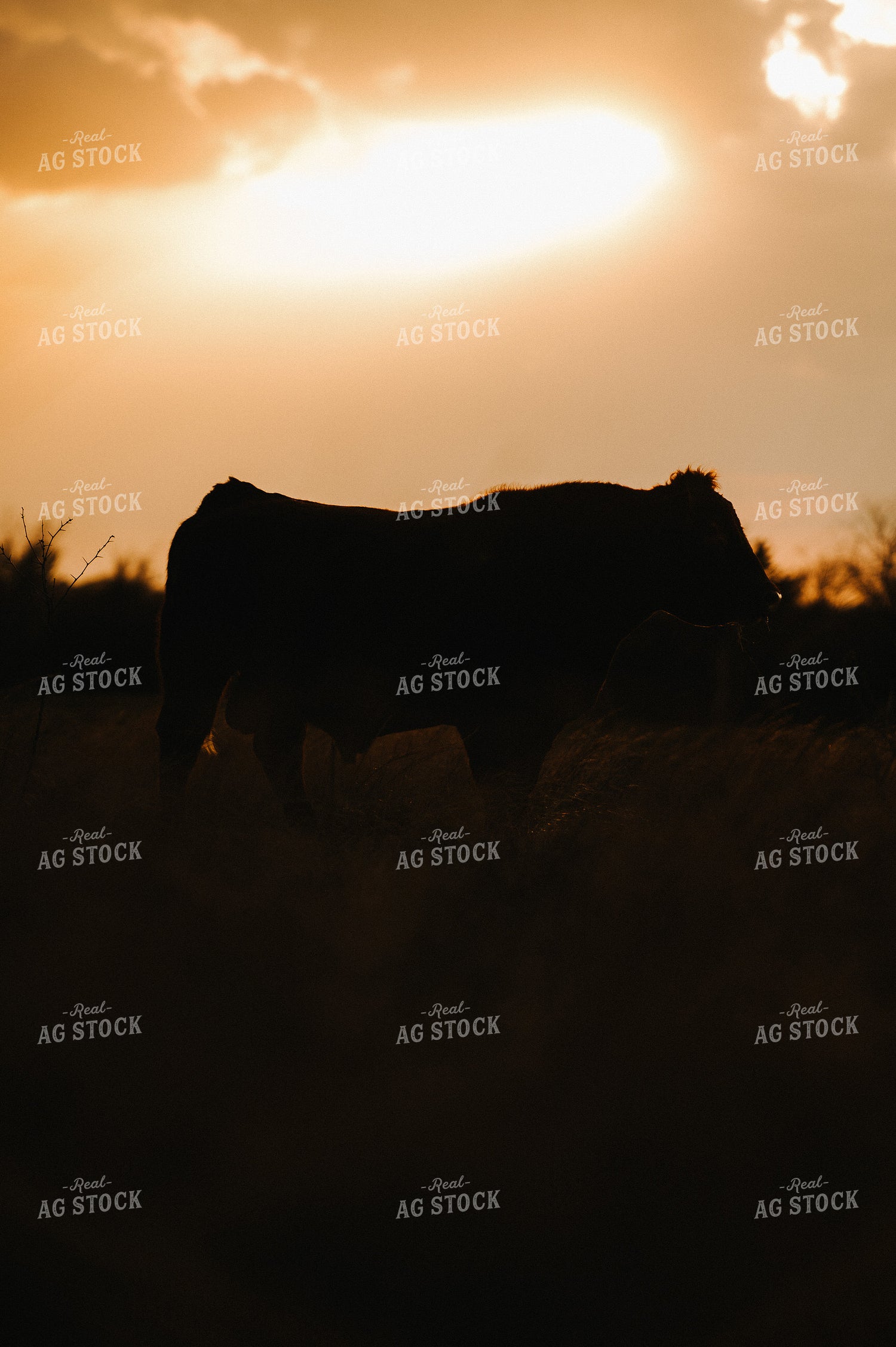 Red Angus Bull on Pasture 301016