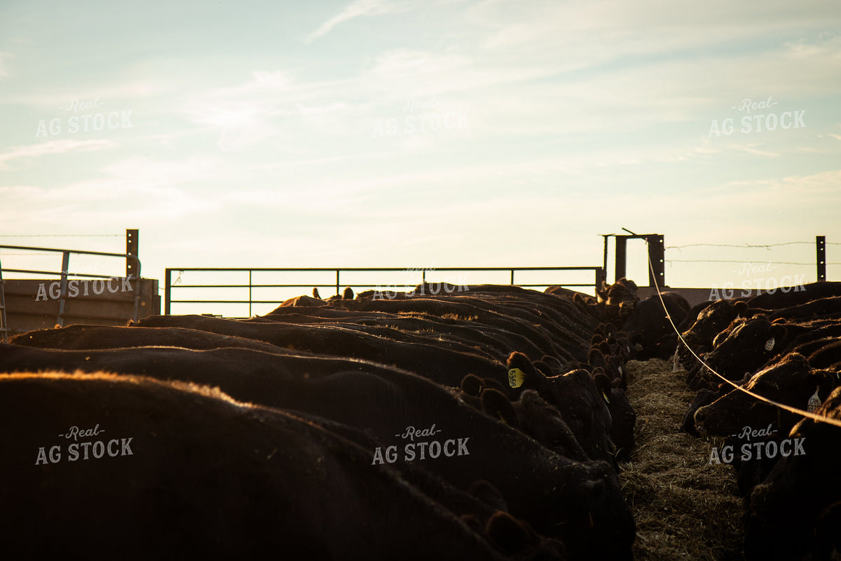 Feeding Cattle 268391