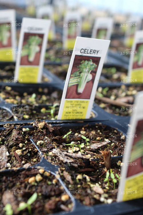 Vegetable Starts 141100
