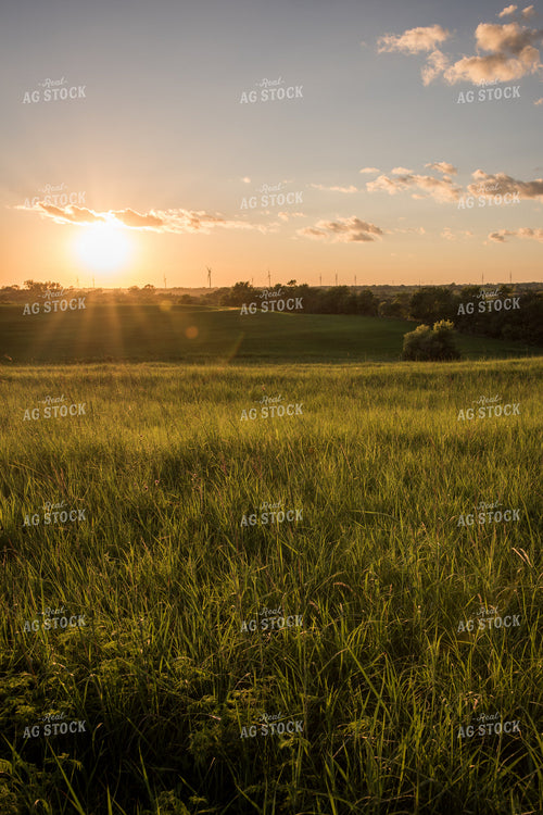 Pasture 76579