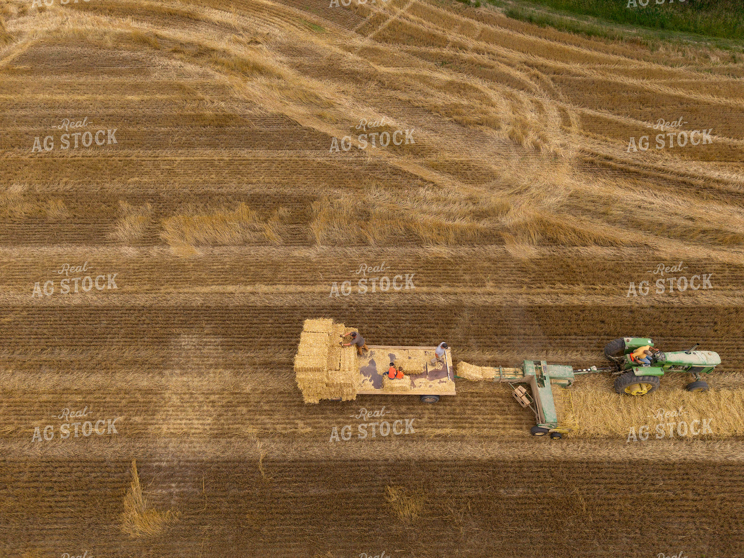 Baling Square Hay Bales 115806