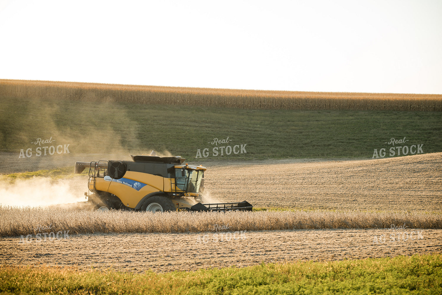 Soybean Harvest 215118
