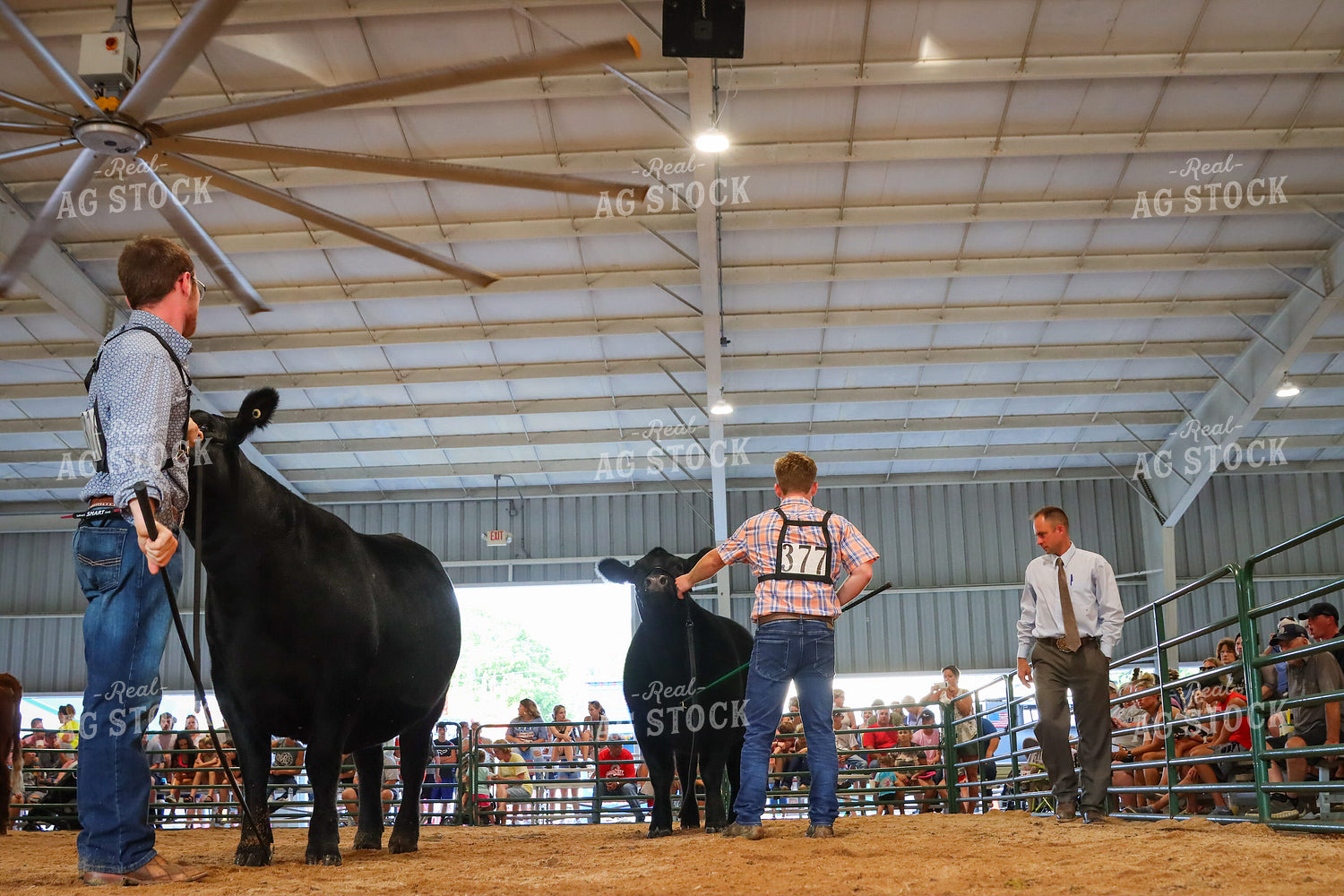 4H Kid Showing Heifer 52208