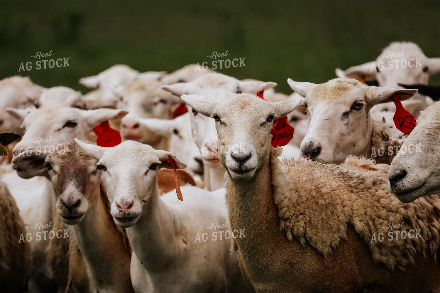 Sheep 220002