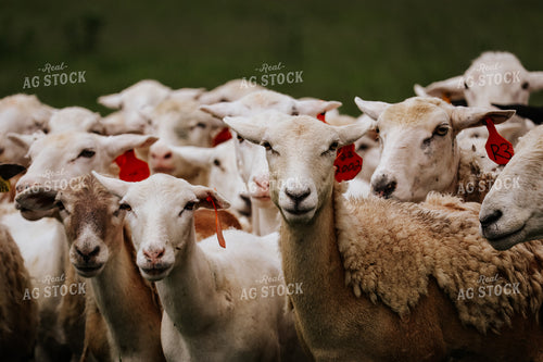 Sheep 220002