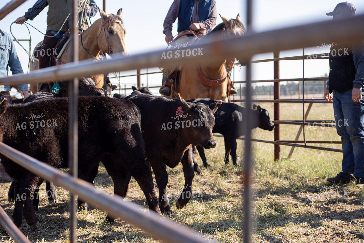 Working Cattle 117166
