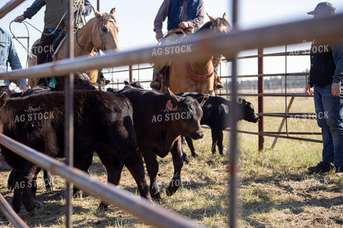 Working Cattle 117166