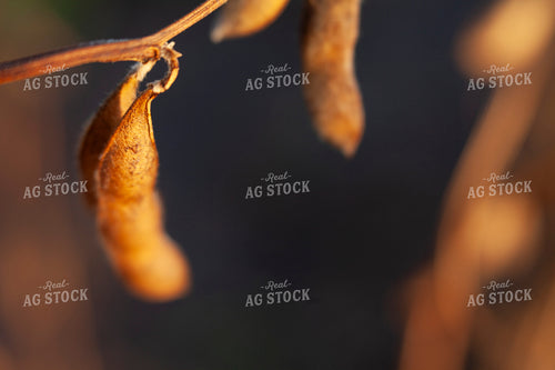 Soybeans - Dry 1581
