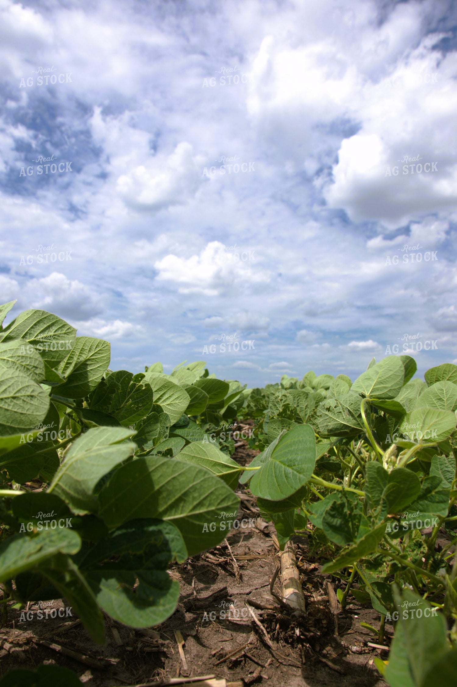 Midseason Soybeans 277013