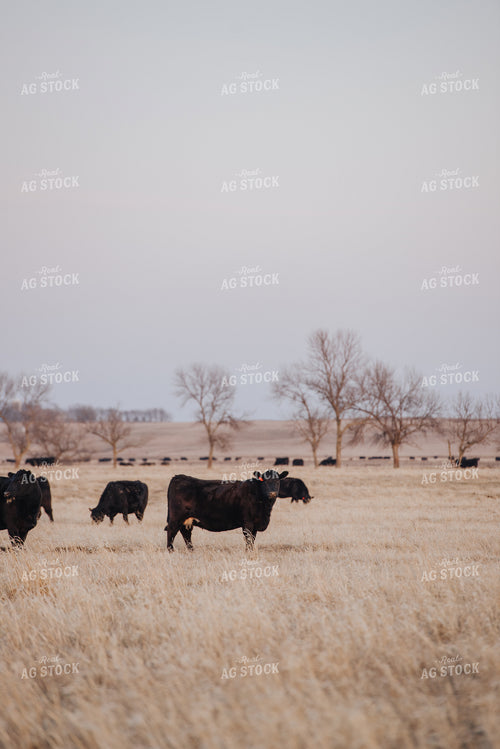 Angus Cattle Grazing in Pasture 68028