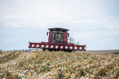 Combine In Harvested Field 193129