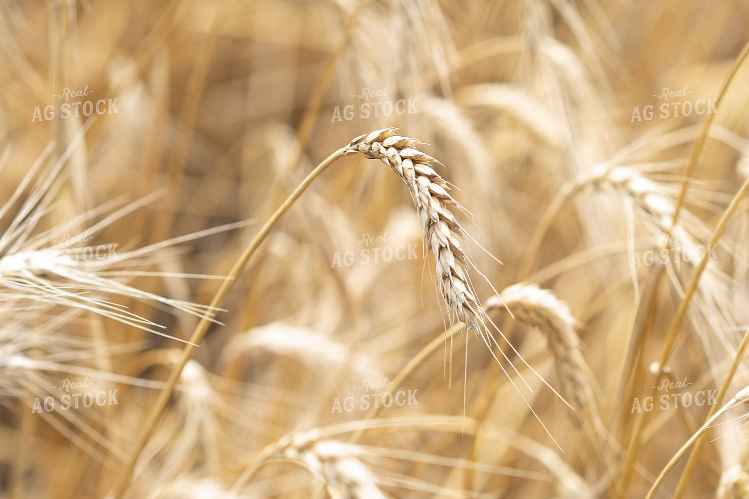 Wheat Head 91043