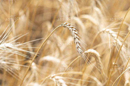 Wheat Head 91043