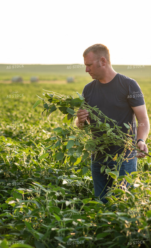 Farmer Scouting Soybeans 76588