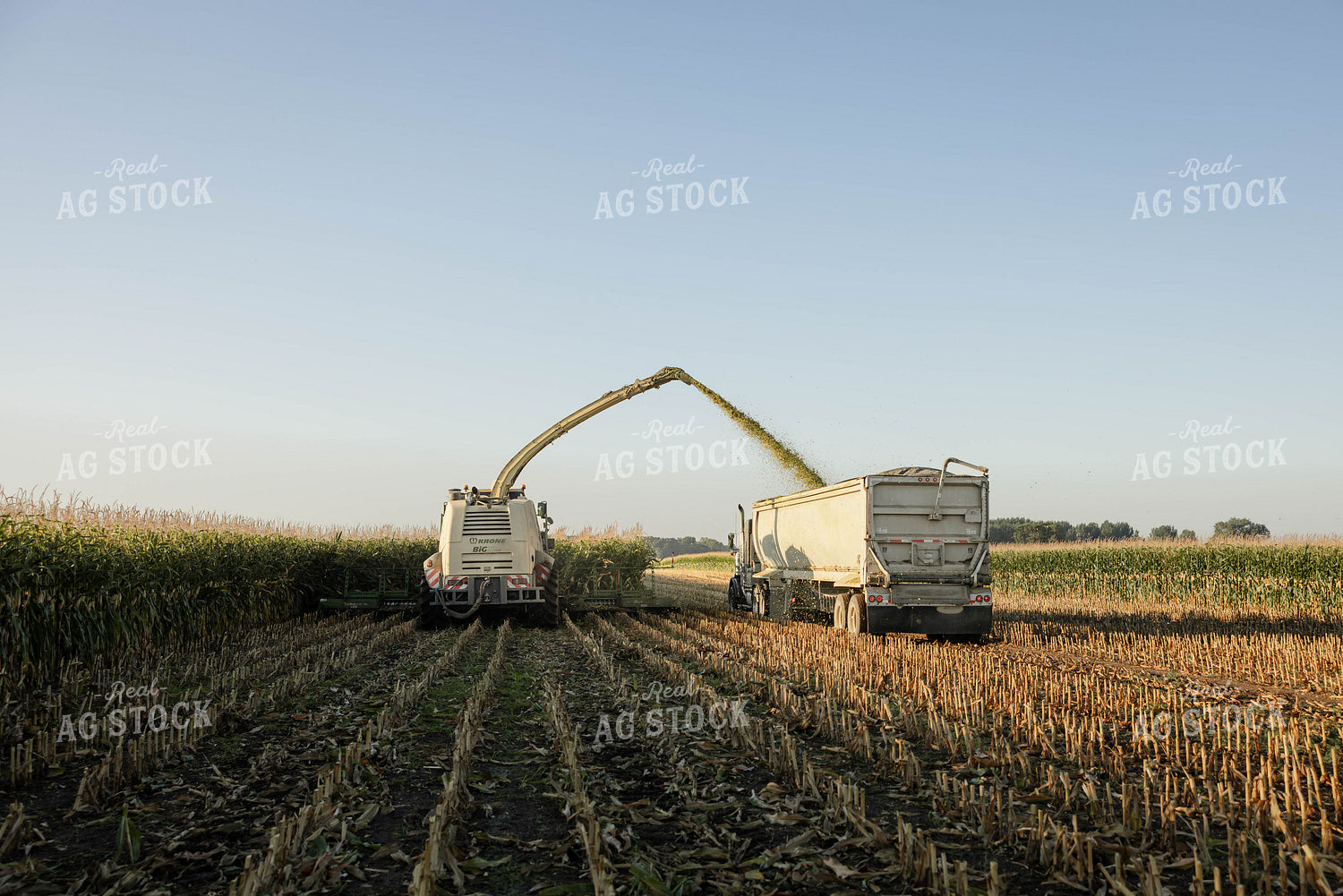 Chopping Corn Silage 152998