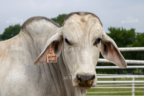 Brahman Cattle 194010