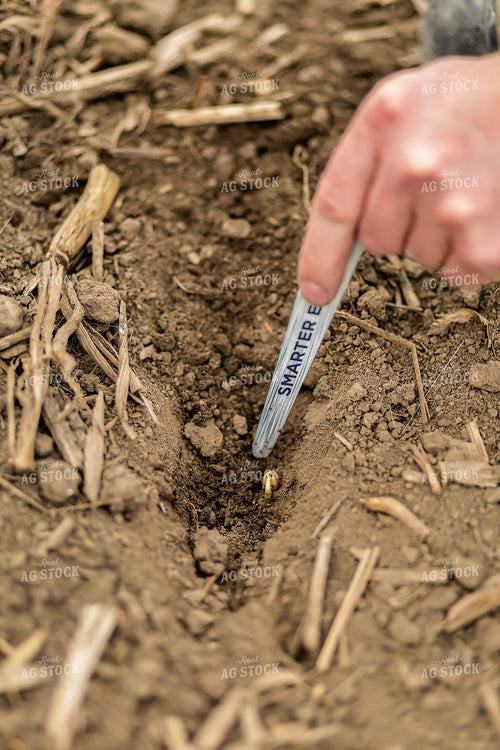 Farmer Checking Soybeans 93294