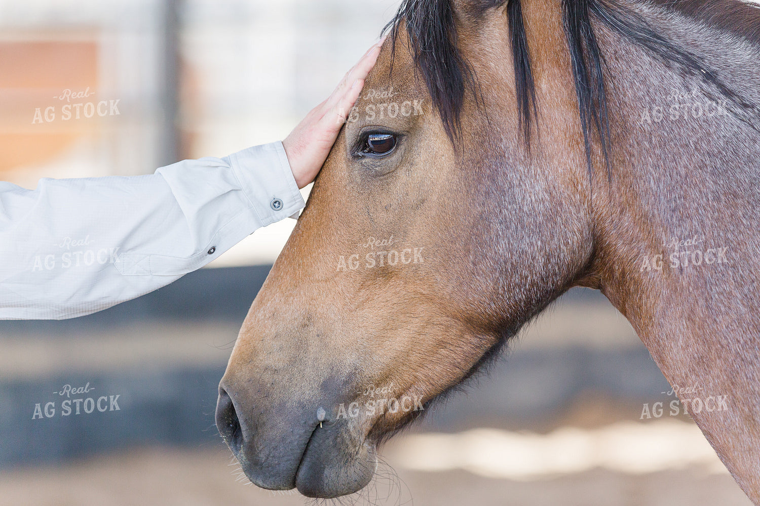 Horse 184012