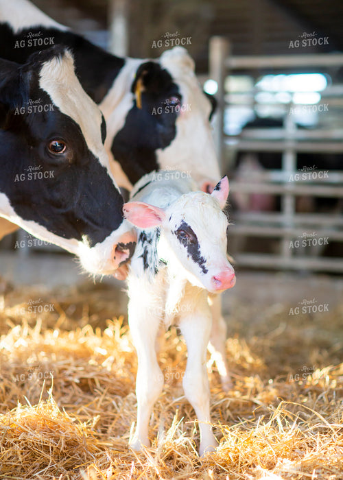 Holstein Cow and Calf 55218