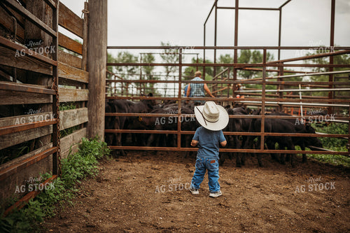 Ranch Kid Watching Cattle 285055