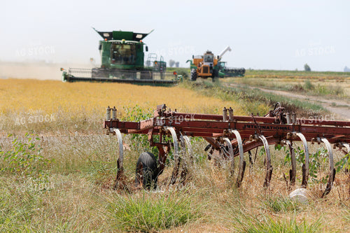 Harvesting Rice 105036