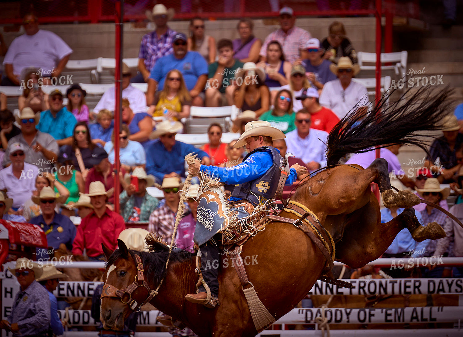 Saddle Bronc Riding 177001