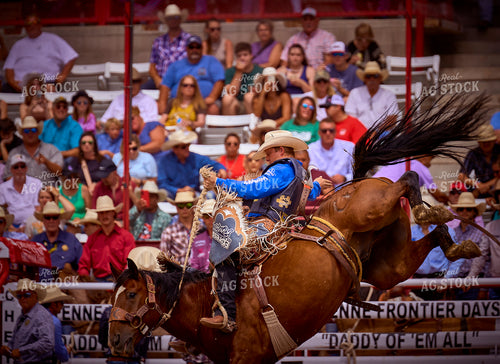 Saddle Bronc Riding 177001