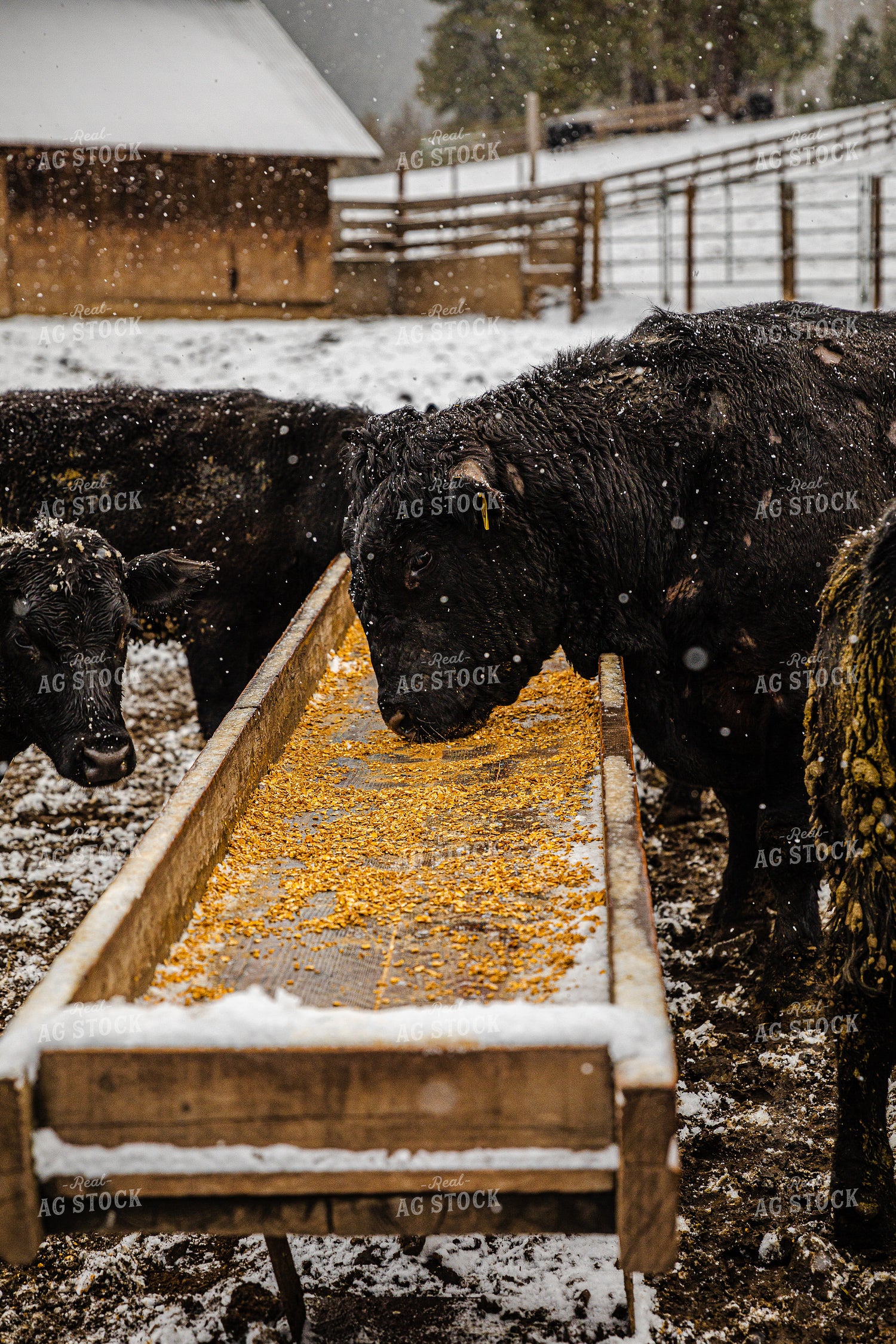 Angus Cattle and Bull at Feed Trough in Snow 66035