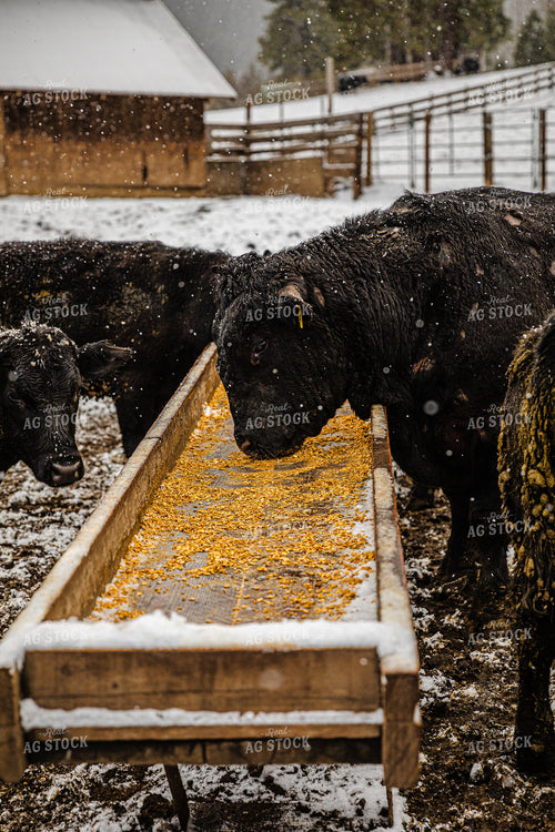 Angus Cattle and Bull at Feed Trough in Snow 66035