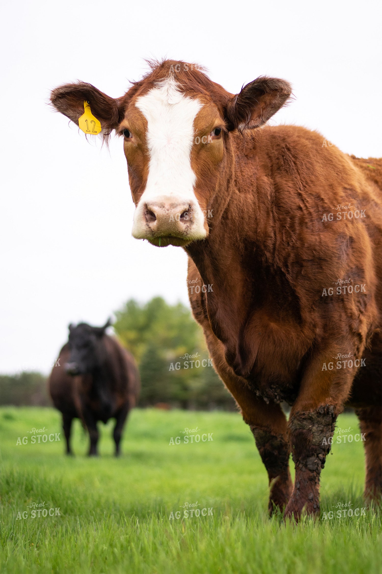 Cattle in Pasture 50014